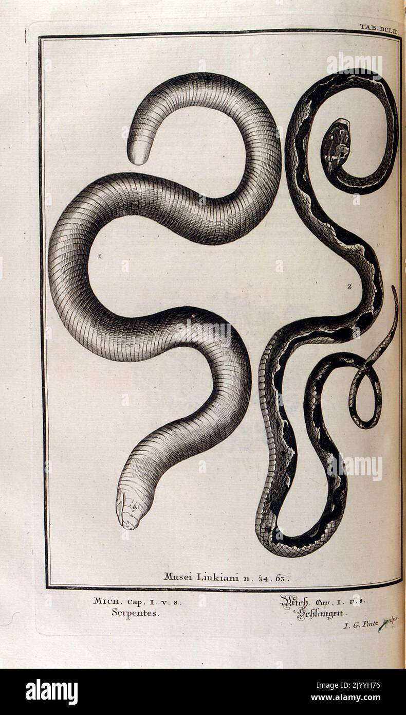 Antique old master engraving of snakes; Musei Linkiani Serpents I, illustrated by G. Pintz. The Illustration is set within an ornate frame. Stock Photo