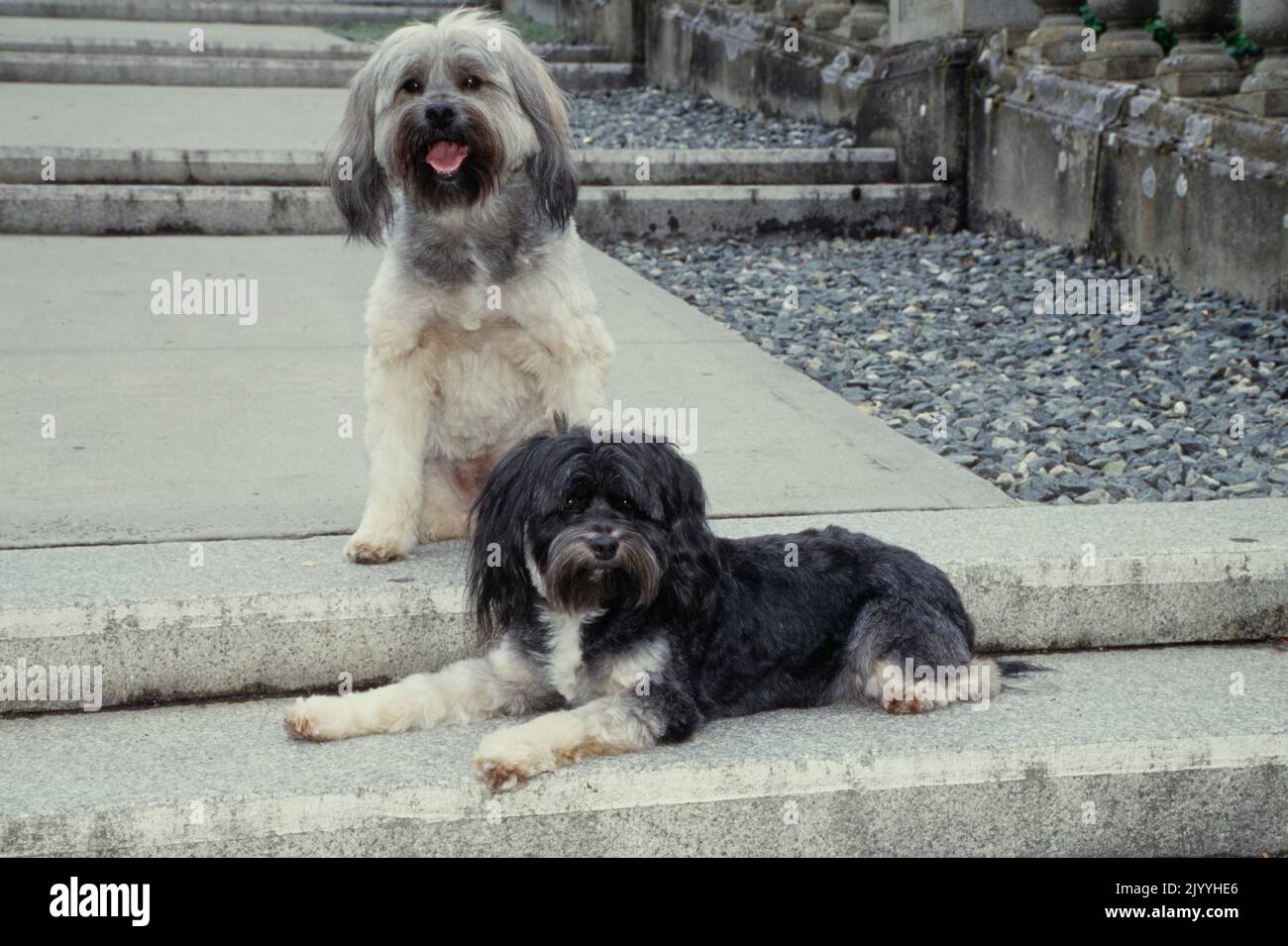 Tibetan Terriers together on sidewalk Stock Photo Alamy