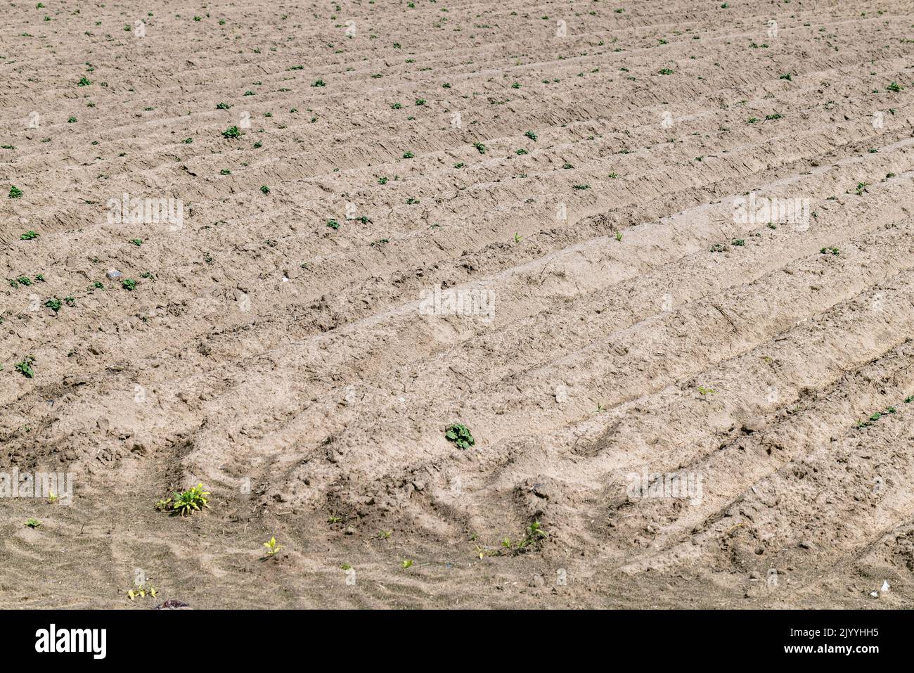 A field with furrows in which potatoes grow, an agricultural field ...