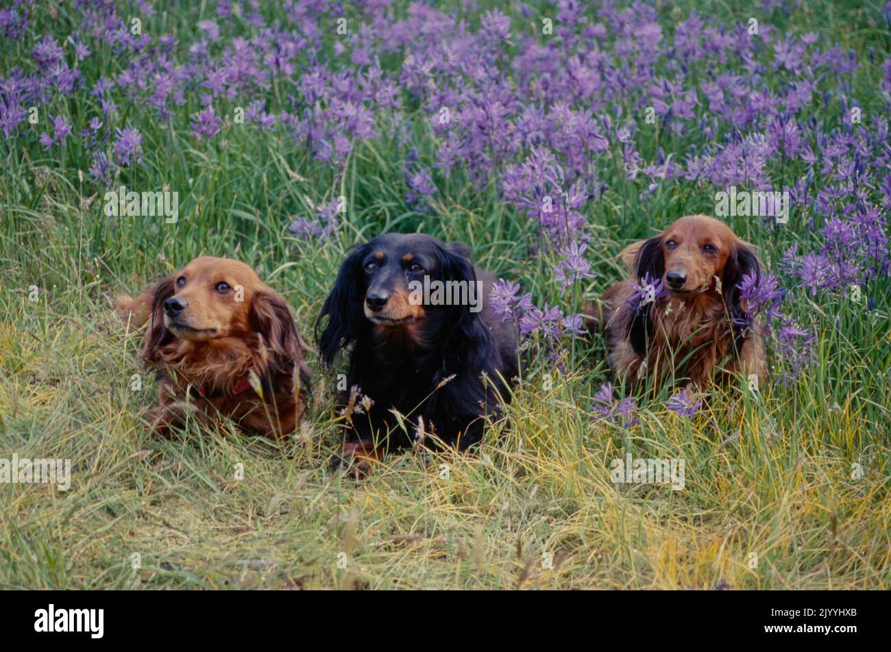 Dachshunds in flower field Stock Photo