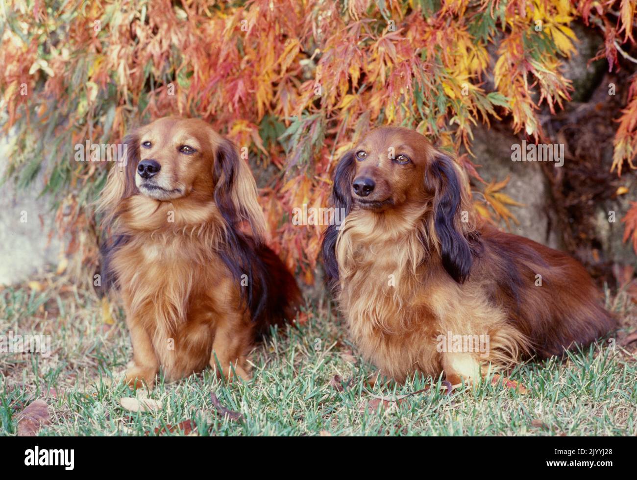 Dachshunds in grass by tree Stock Photo Alamy