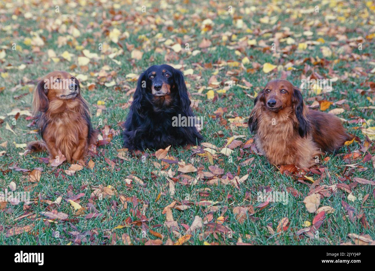 Dachshunds in grass and leaves Stock Photo