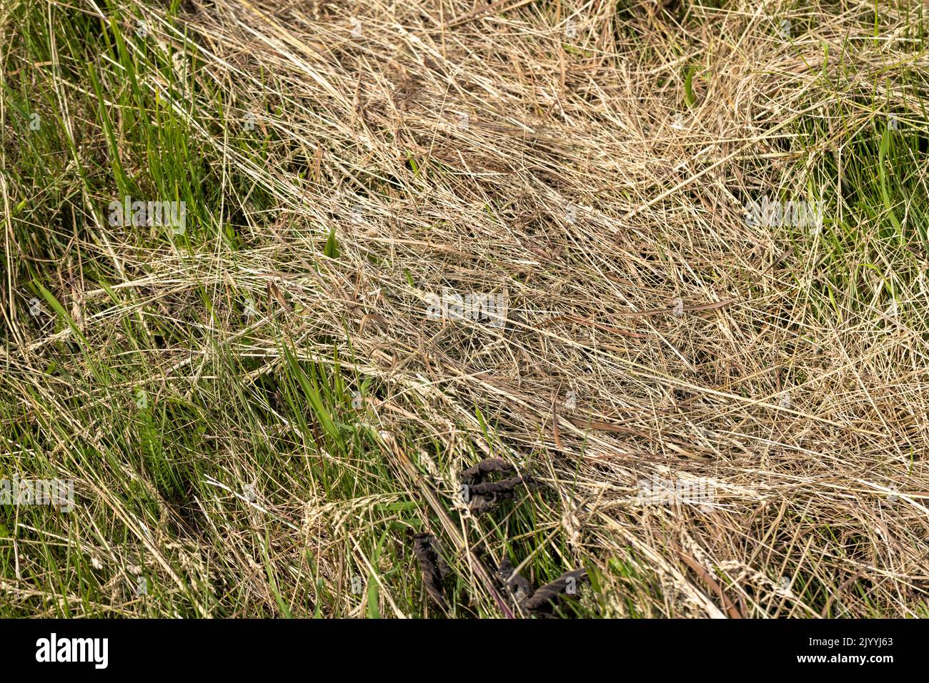 Drying of grass for obtaining and storing hay , making hay for feeding