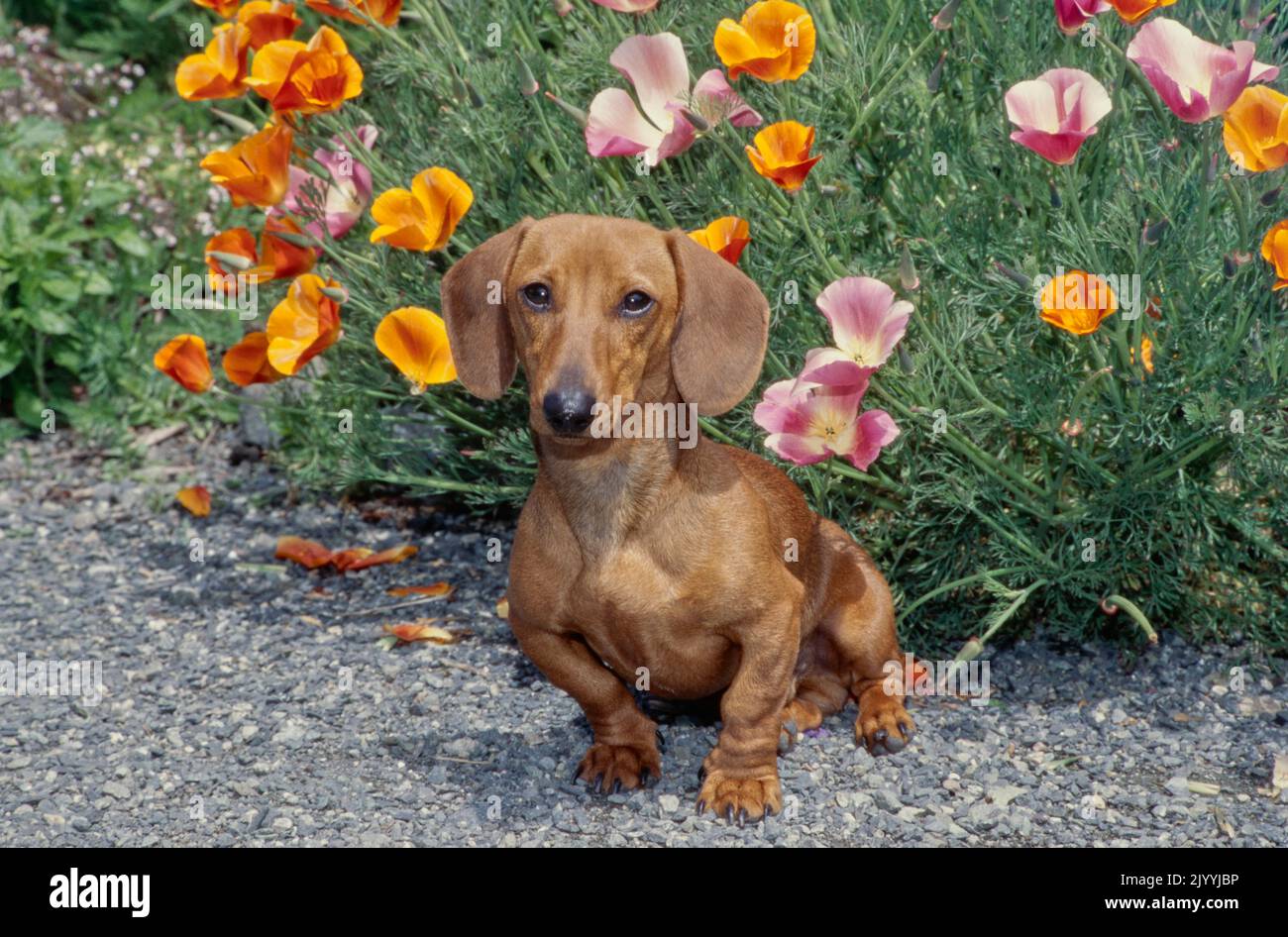 Dachshund in front of flower bush Stock Photo