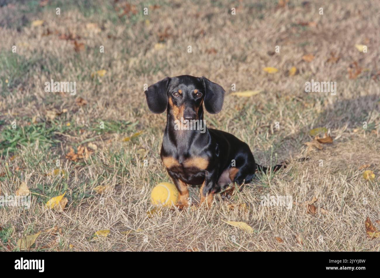 Dachshund in field with toy Stock Photo