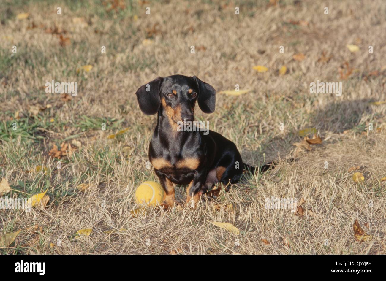 Dachshund in field with toy Stock Photo
