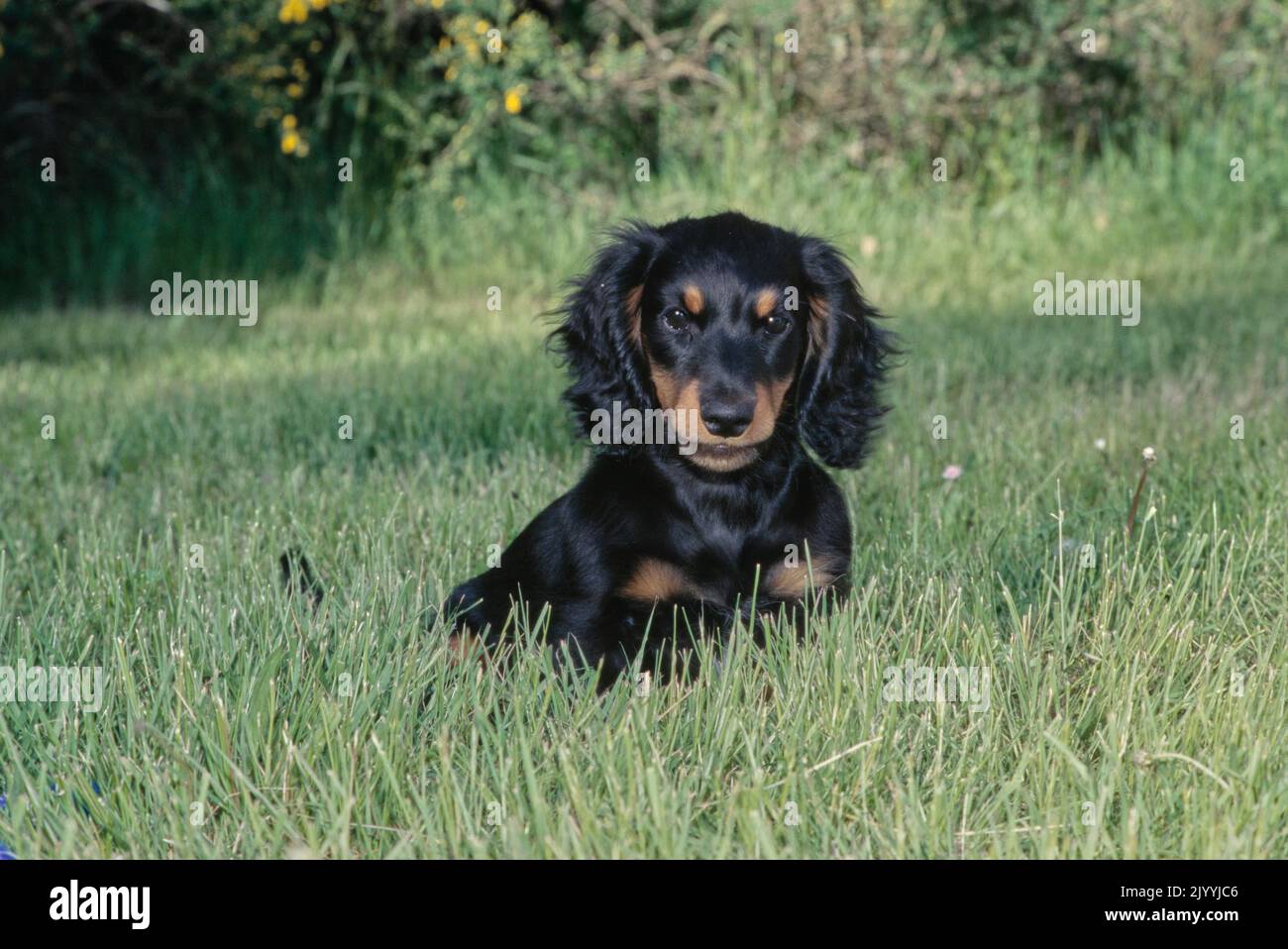 Dachshund in grass field Stock Photo