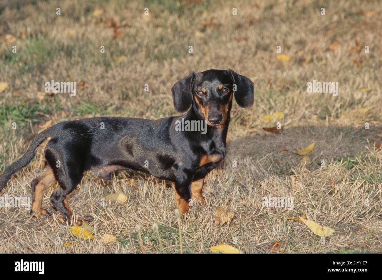 Dachshund in field with leaves Stock Photo