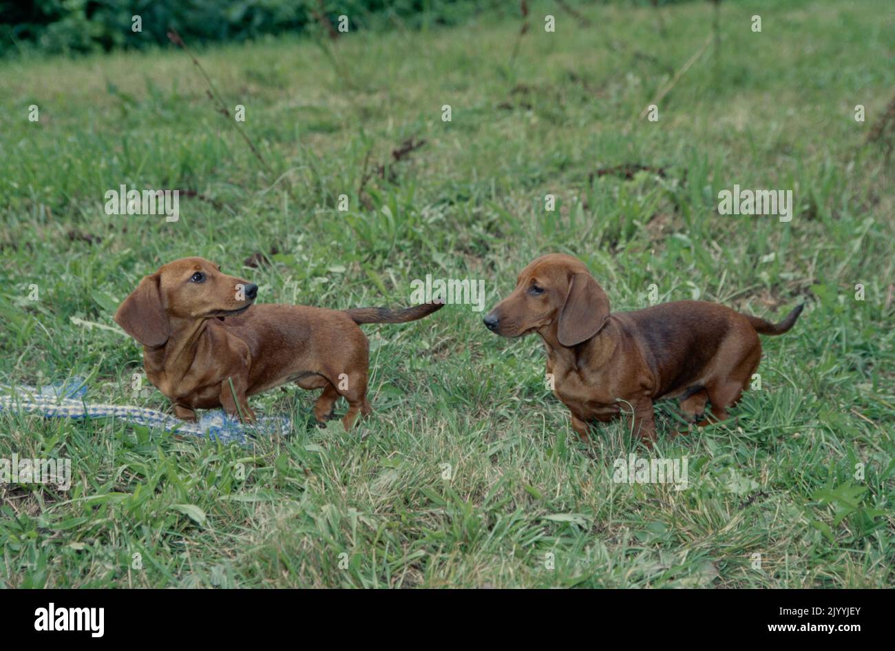 Dachshunds in field with toy Stock Photo