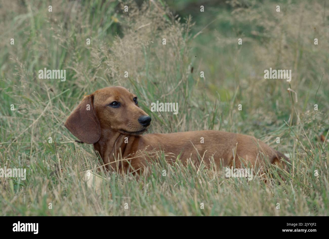 Dachshunds in grass field Stock Photo