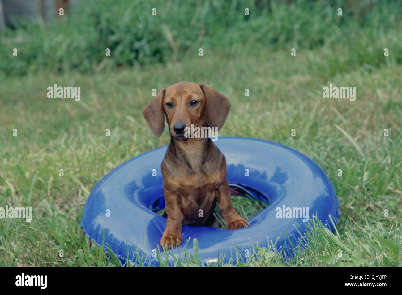Dachshund in grass field on toy Stock Photo