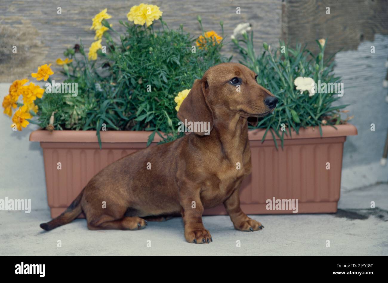 Dachshund in front of flower pot Stock Photo