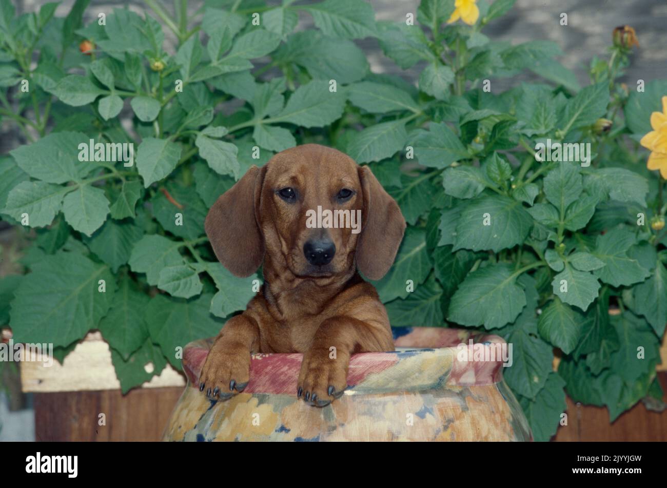 Dachshund in flower pot Stock Photo