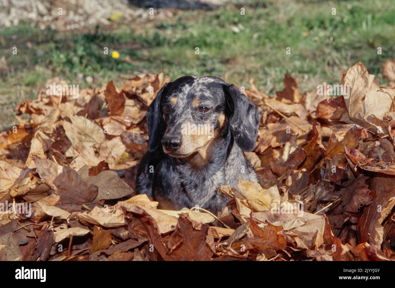 Dachshund in pile of leaves Stock Photo