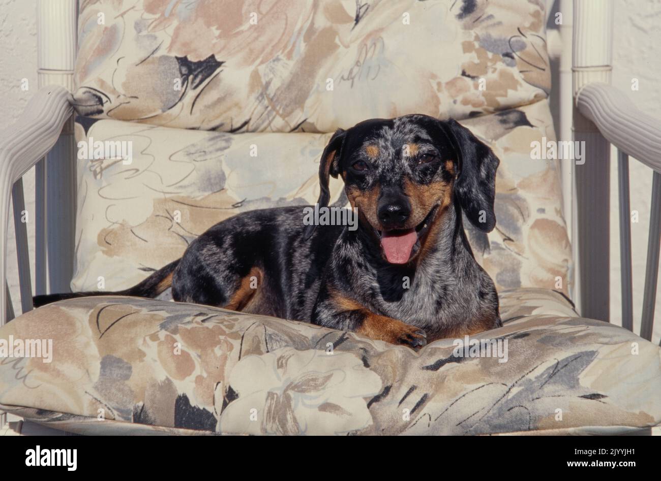 Dachshund laying in chair Stock Photo
