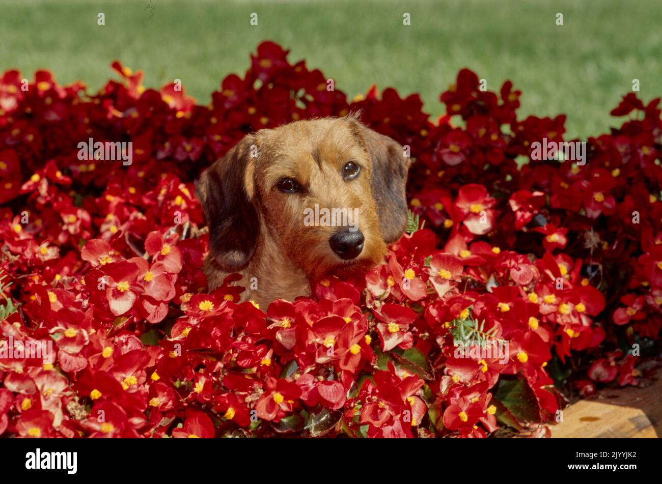 Dachshund in flower bush Stock Photo