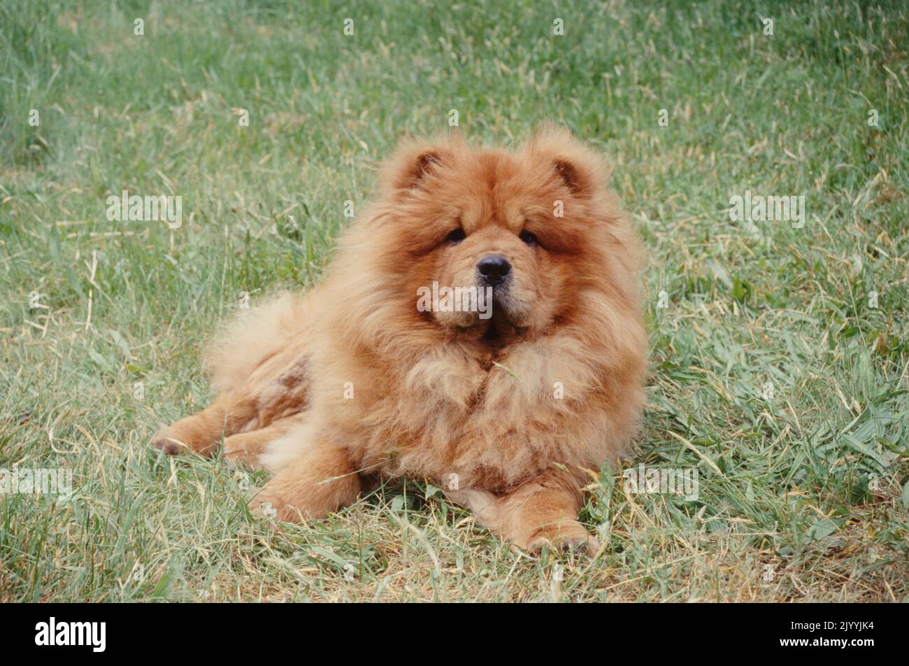 Chow in grass Stock Photo