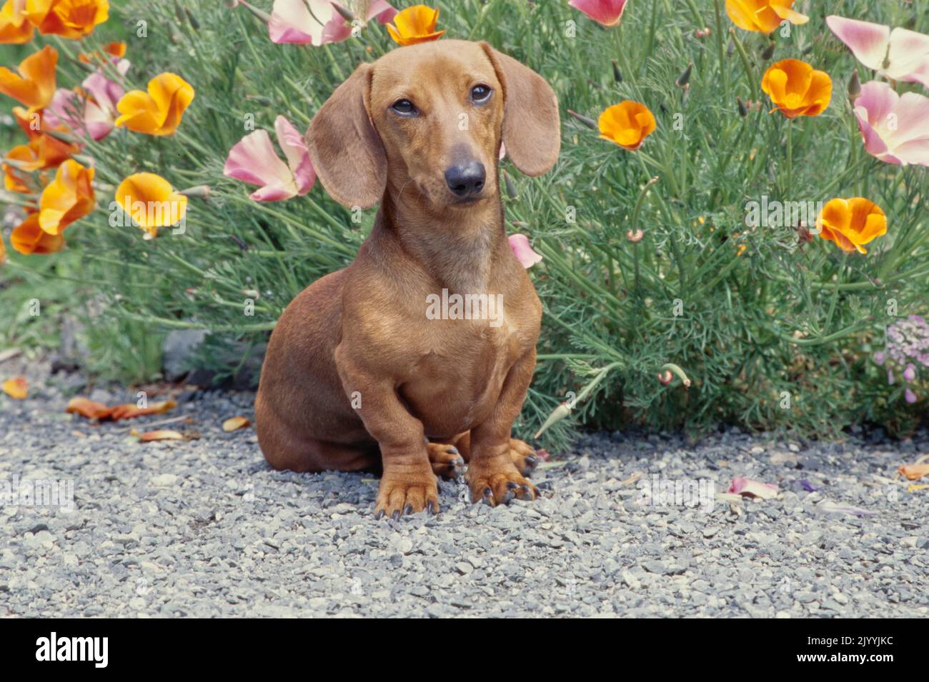 Dachshund in front of flower bush Stock Photo