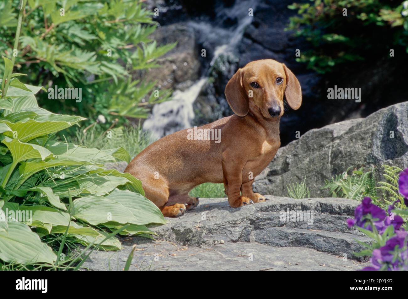 Dachshund on rock in front of waterfall Stock Photo