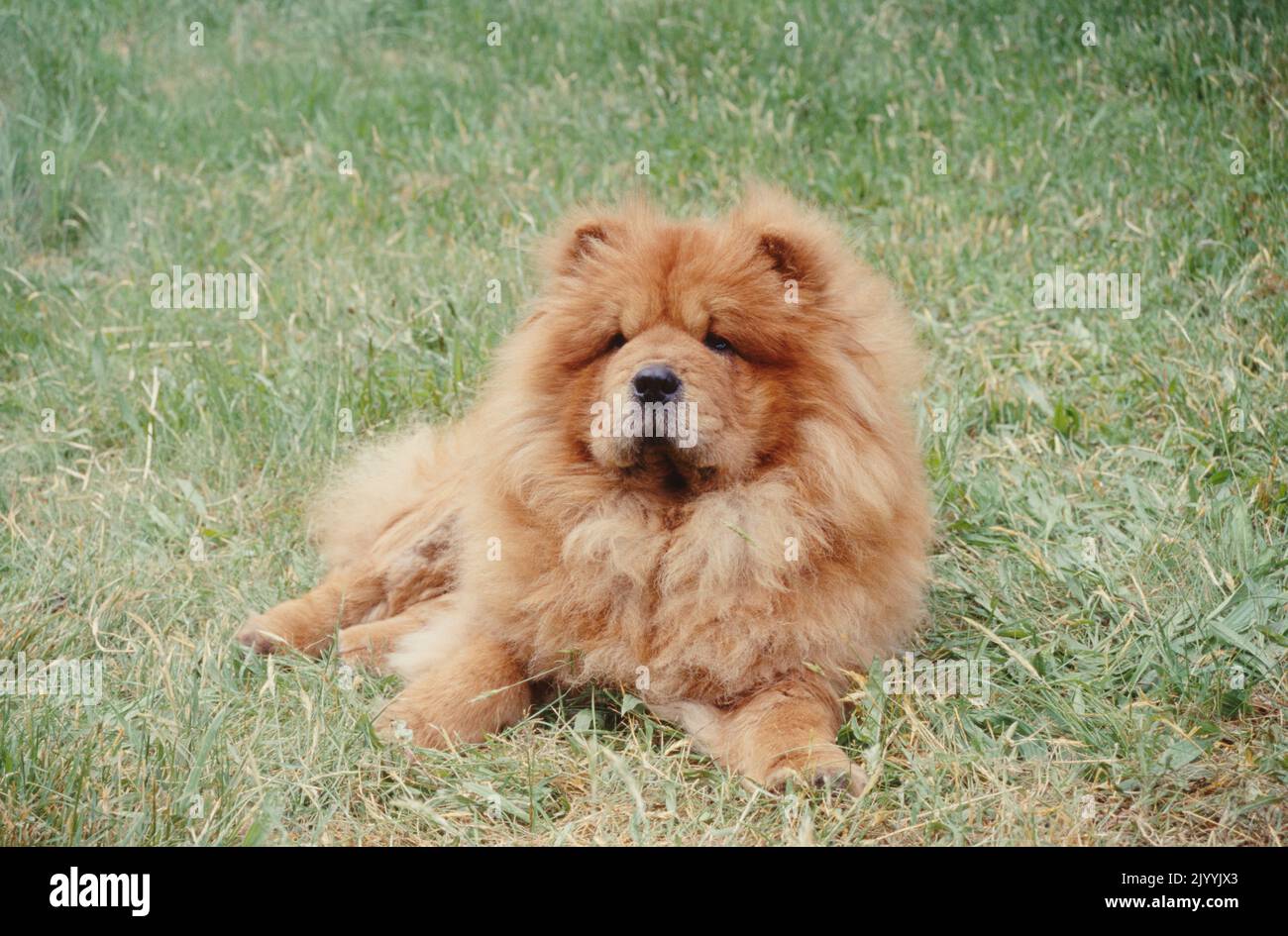 Chow in grass Stock Photo