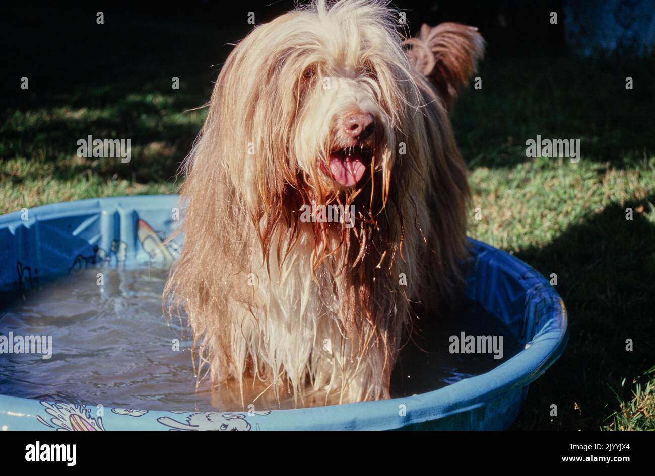 Bearded Collie in baby pool Stock Photo