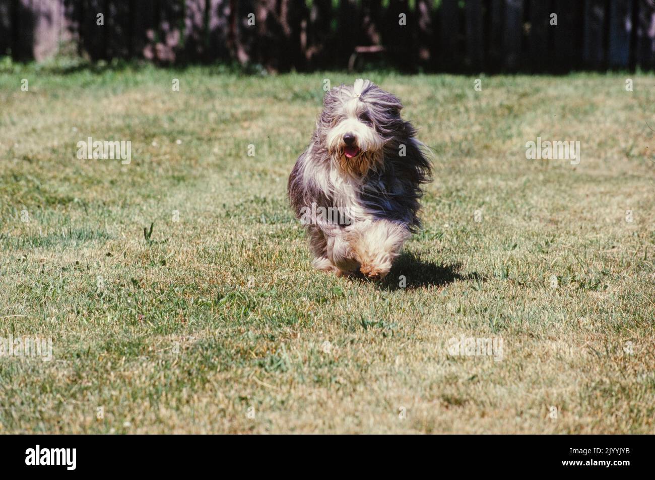Bearded Collie in grass Stock Photo