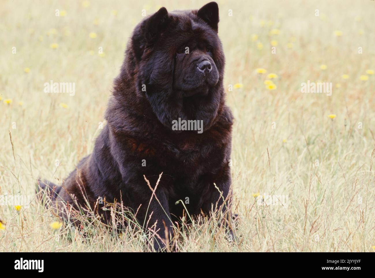 Black Chow in field Stock Photo
