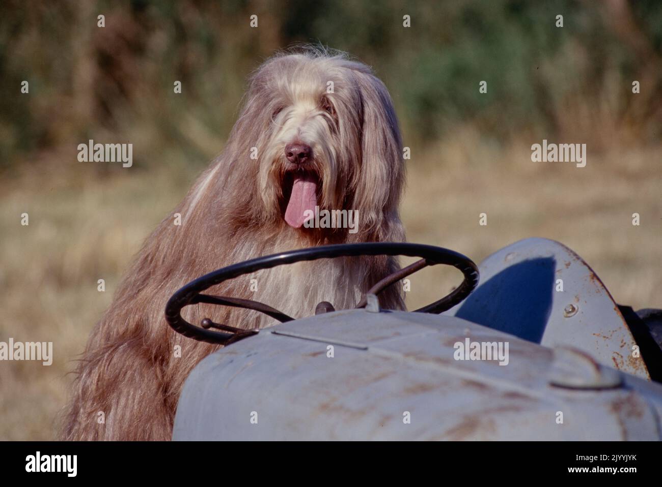 Bearded Collie on tractor Stock Photo