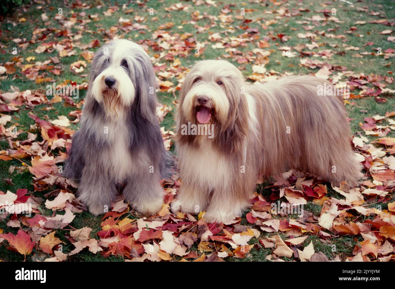 Bearded Collies in leaves Stock Photo