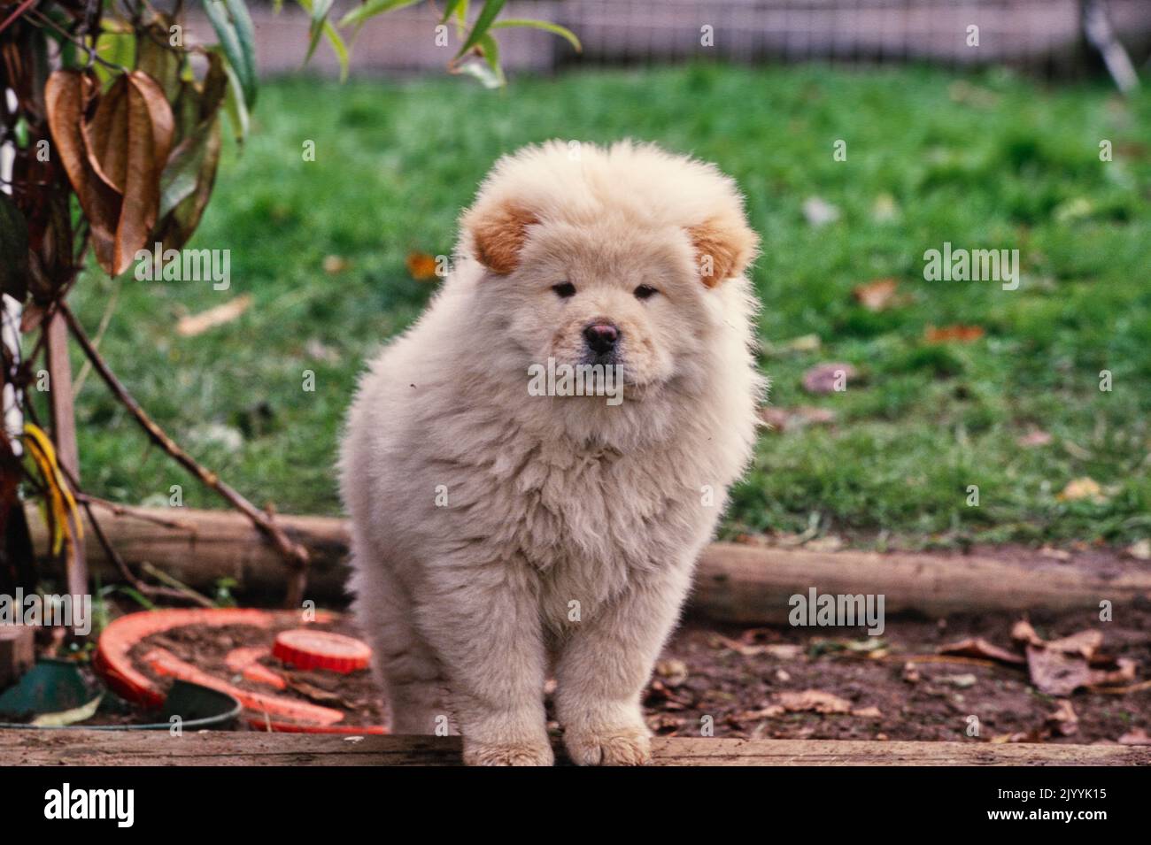 Chow puppy in garden Stock Photo
