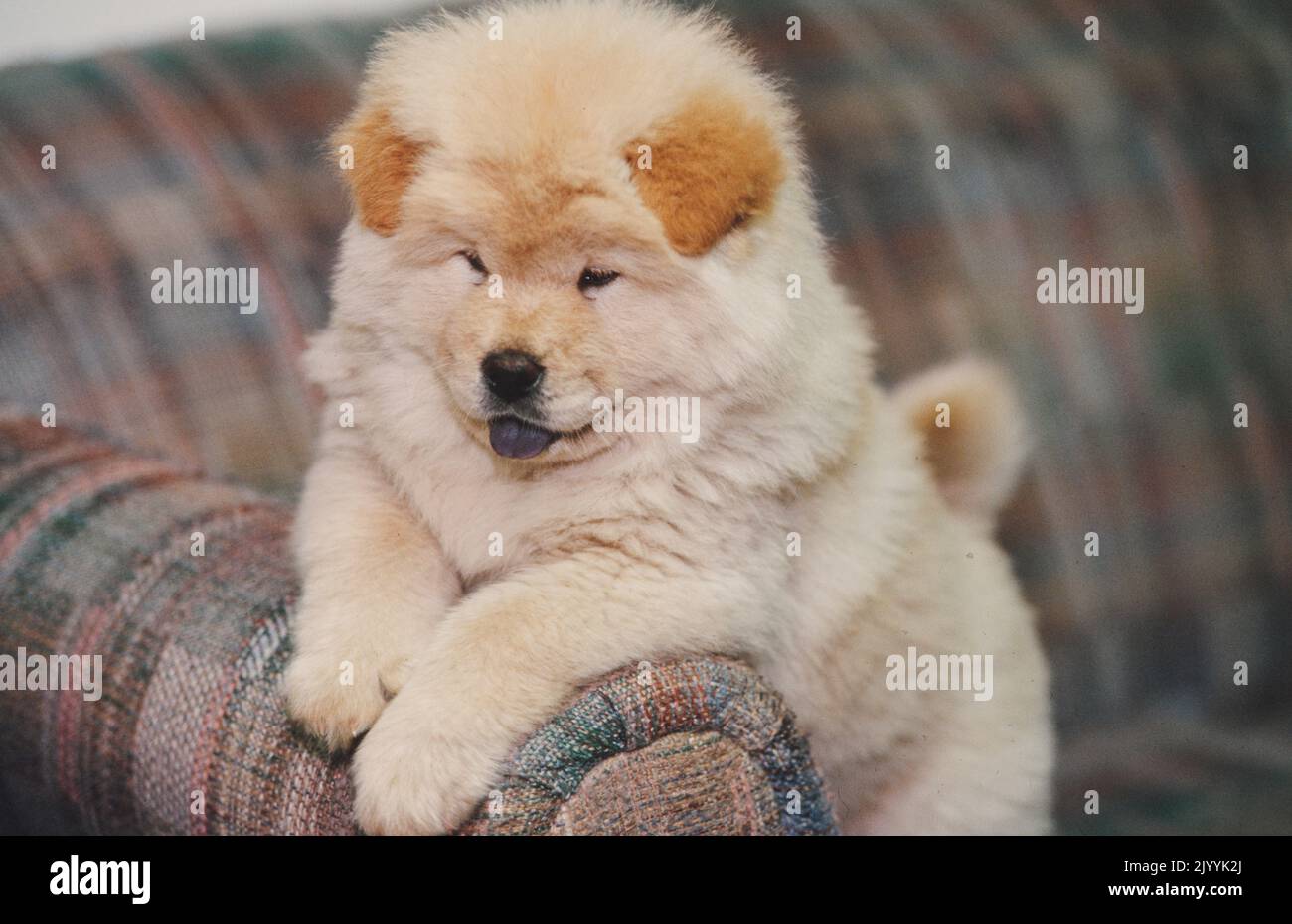Chow puppy on couch Stock Photo