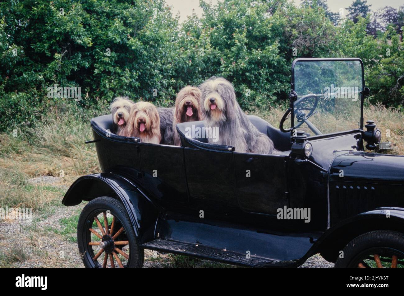 Bearded Collies in car Stock Photo