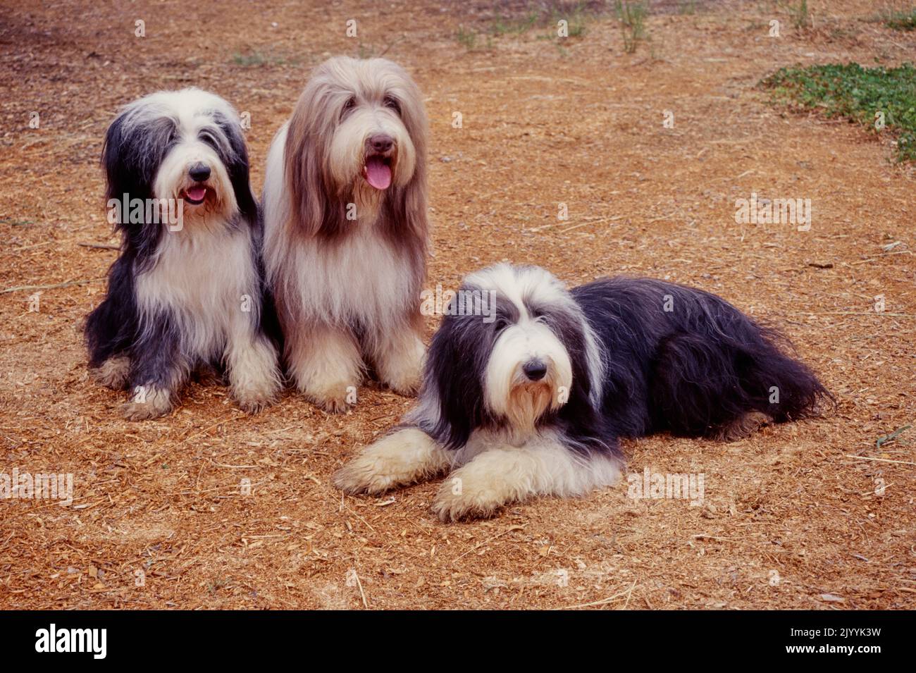 Bearded Collies in dirt Stock Photo