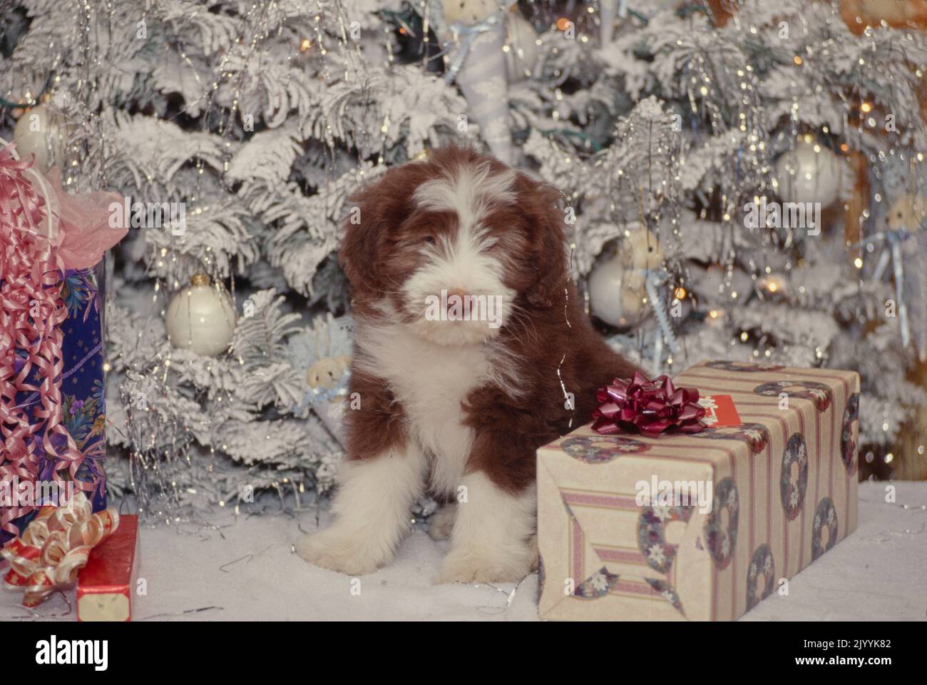 Bearded Collie puppy in front of Christmas tree Stock Photo