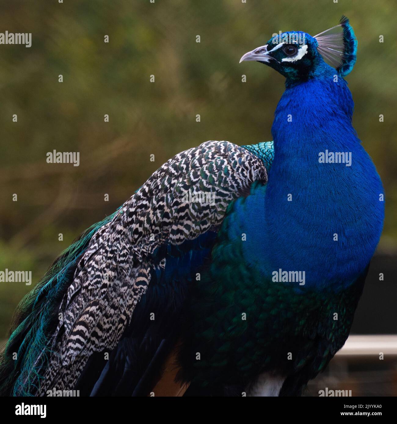 Peacock with green background hi-res stock photography and images - Alamy