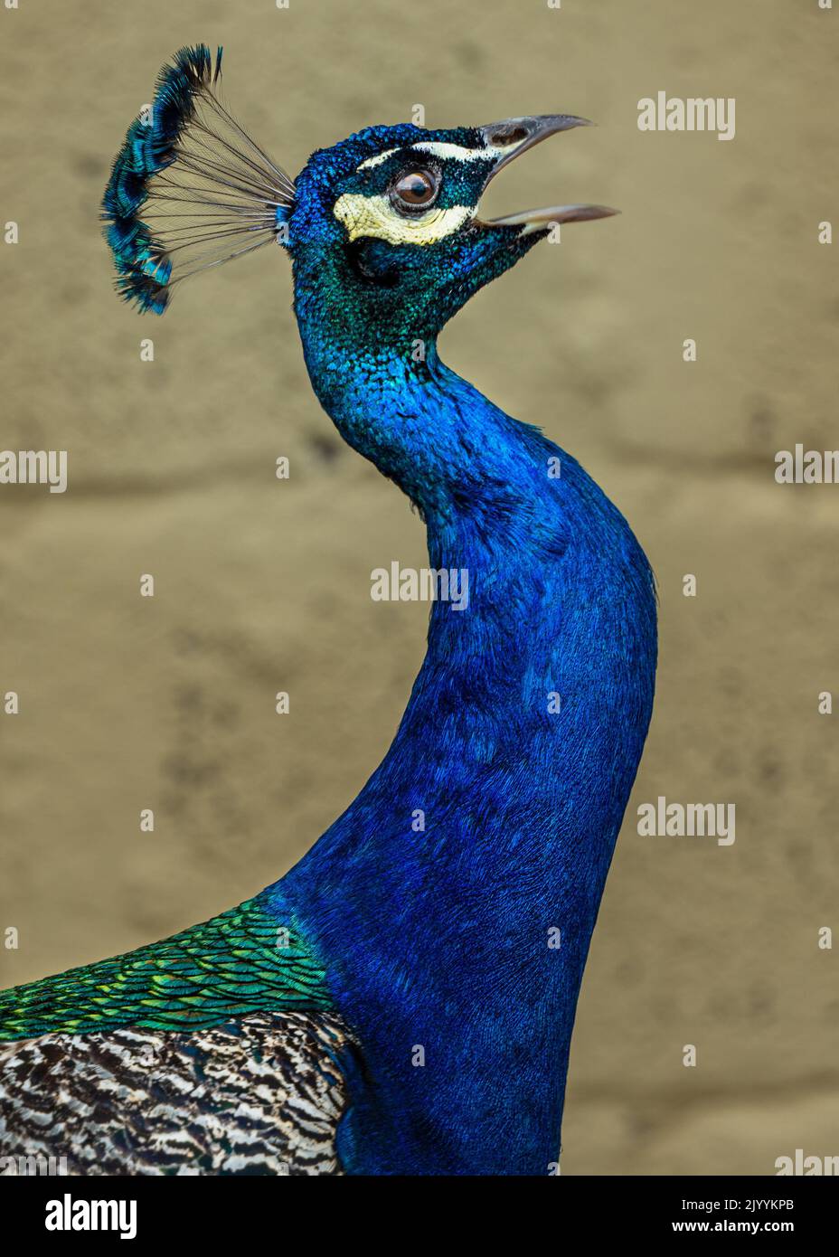 Profile view of a peacock squawking with a sandy coloured wall background Stock Photo