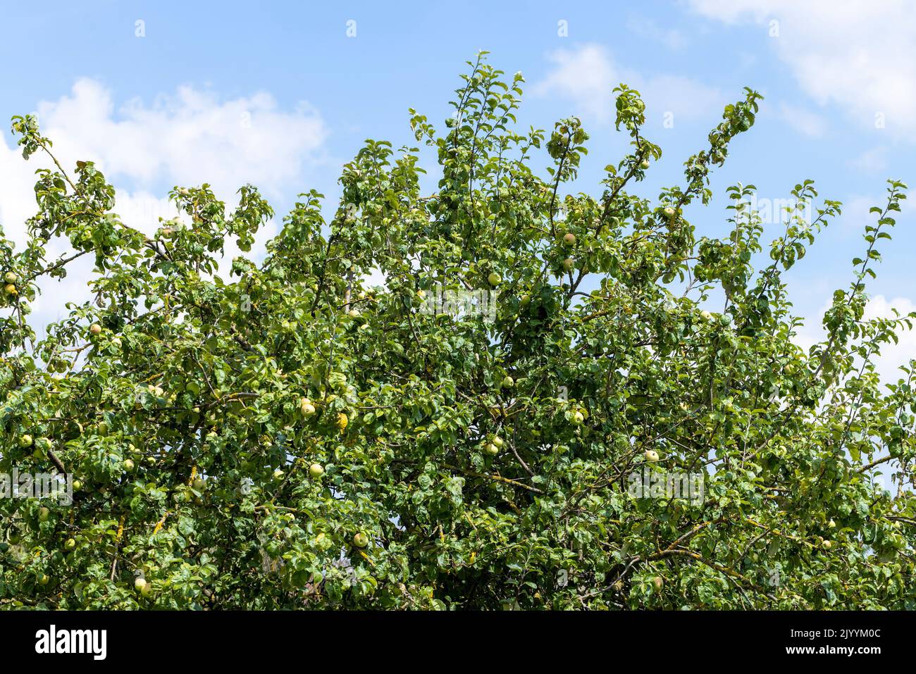 An apple orchard with a large number of young trees, an apple orchard