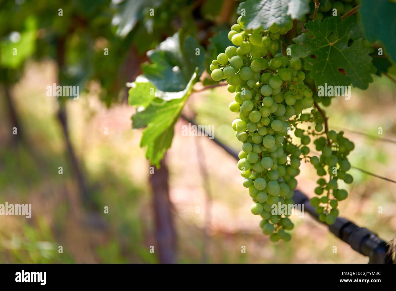 White Wine Grapes on Vines. Young bunches of white grapes hang on the vine in a vineyard ready to be harvested. Okanagan Valley near Osoyoos, British Stock Photo