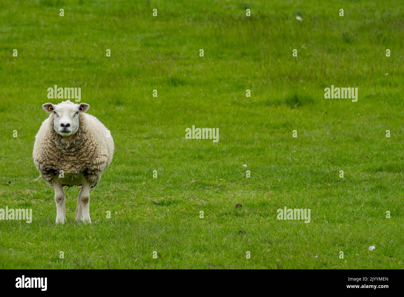 Teeswater Sheep in a green field Stock Photo Alamy