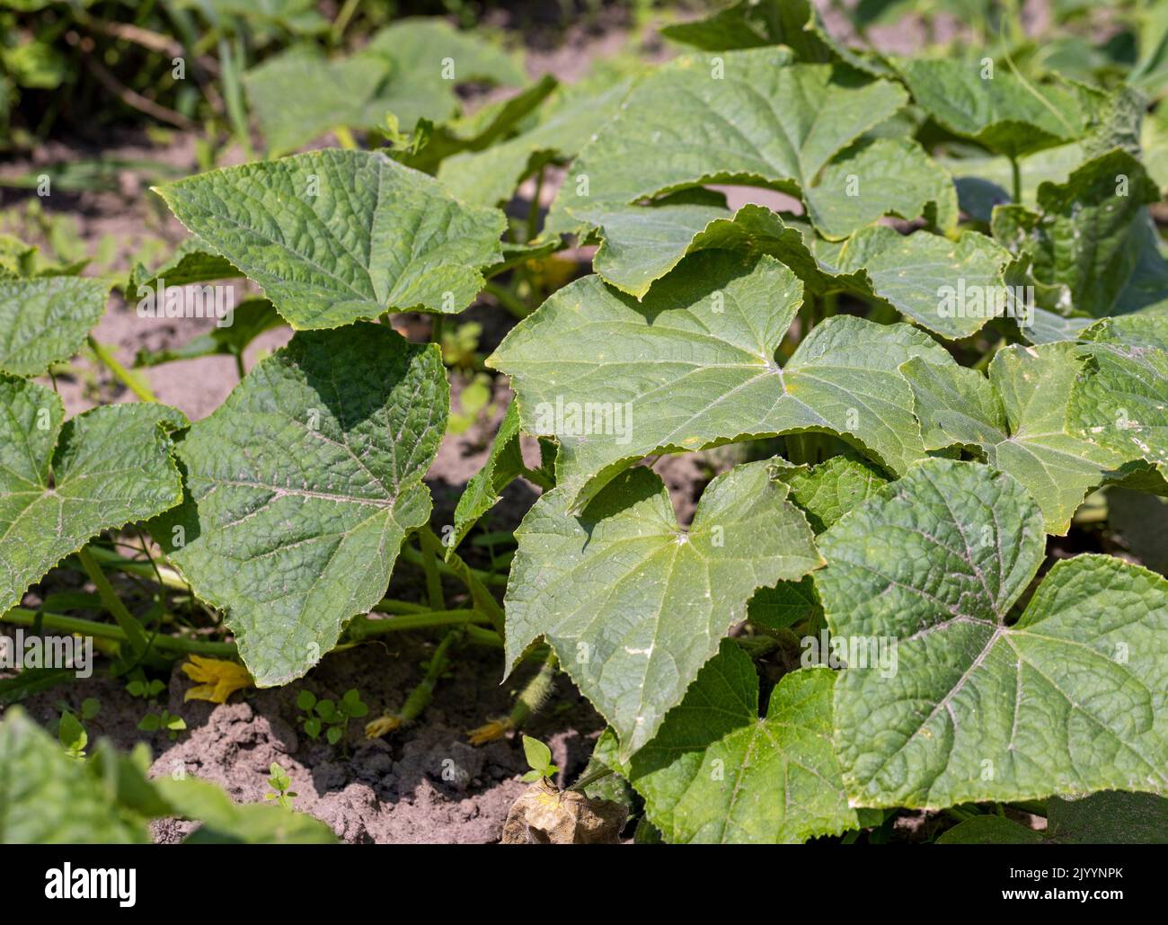 green cucumbers on a flying field, a field with growing cucumbers of green color Stock Photo