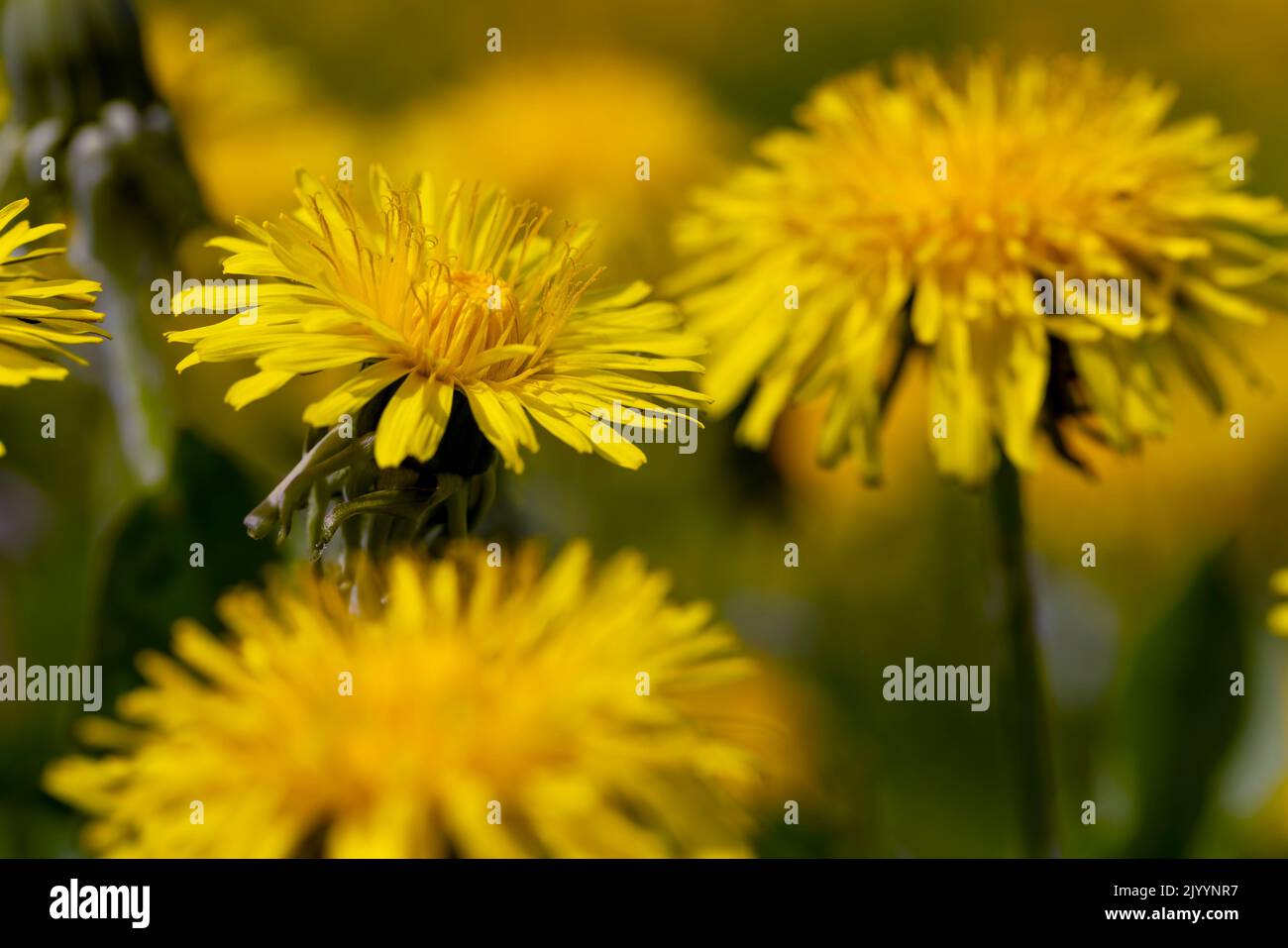 a field where a large number of yellow dandelions grow, blooming dandelions in a spring field with grass and flowers Stock Photo