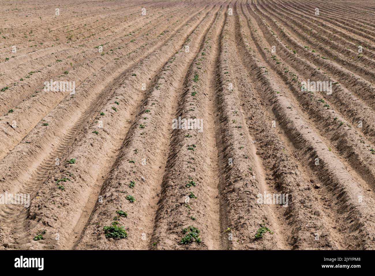 A field with furrows in which potatoes grow, an agricultural field where potatoes are grown Stock Photo