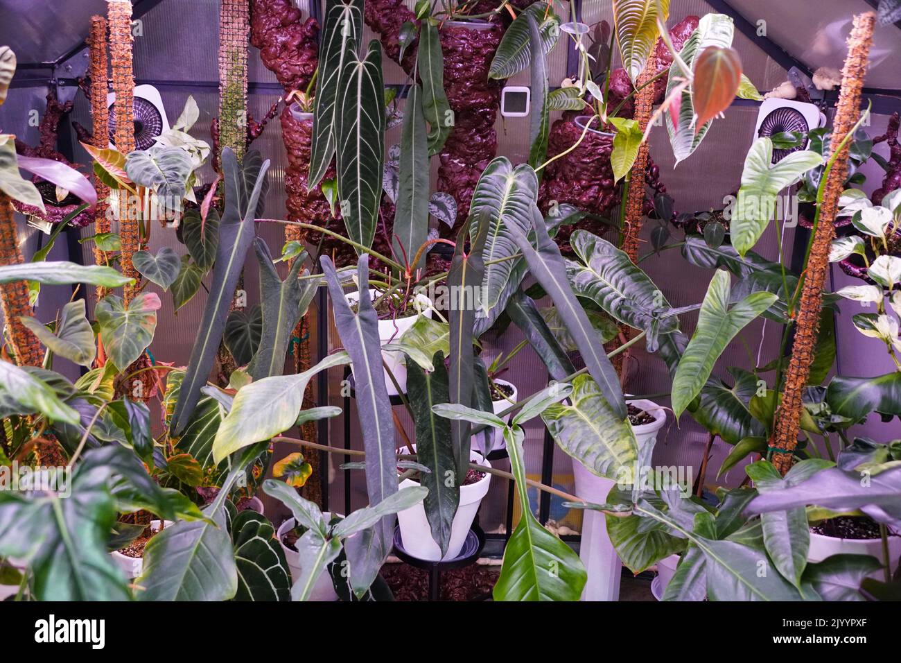 A greenhouse filled with rare Philodendron, Monstera and Anthurium plants Stock Photo