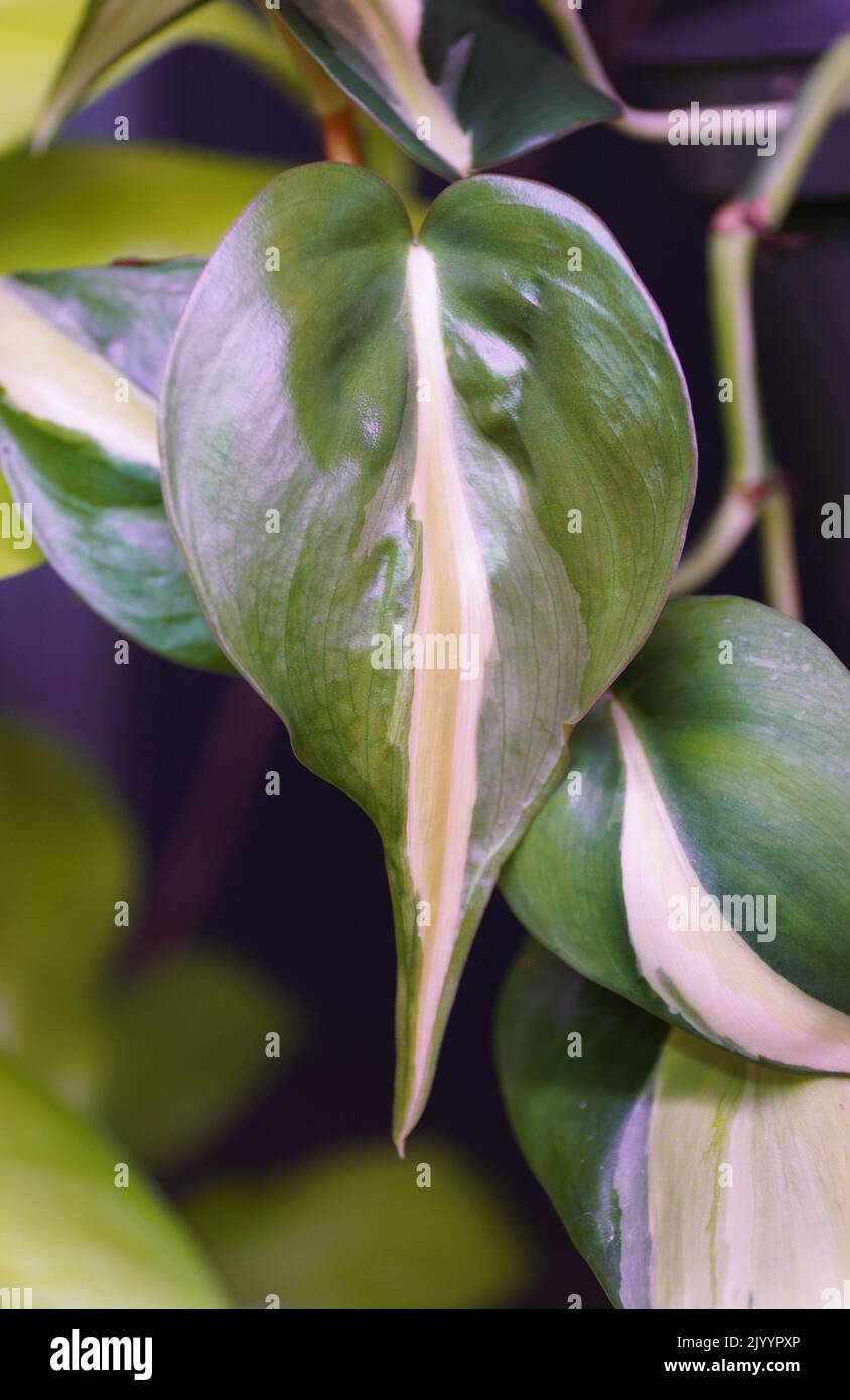 Philodendron cream splash hi-res stock photography and images - Alamy