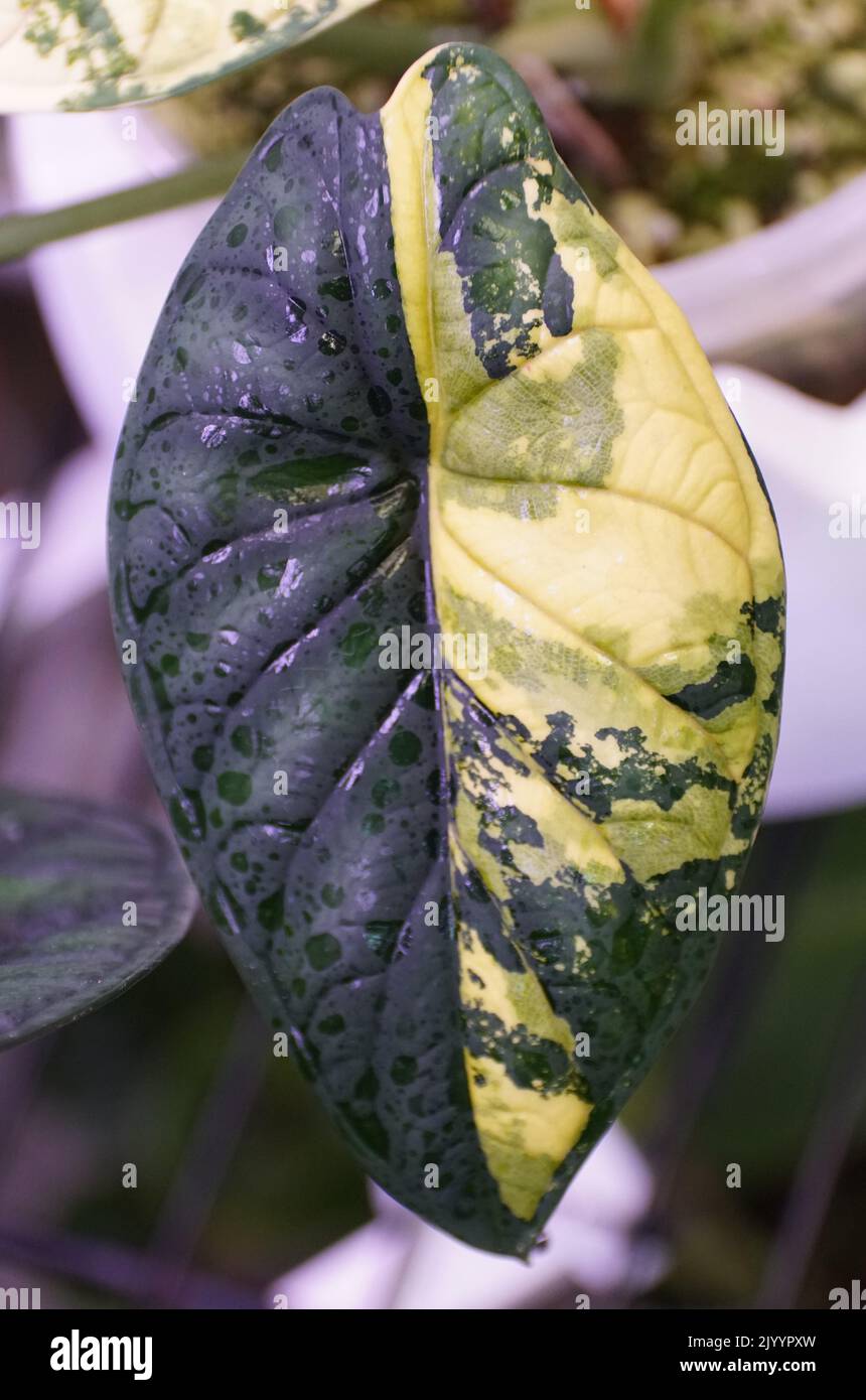 Stunning yellow and green marbled leaf of Alocasia Dragon Scale variegated plant Stock Photo