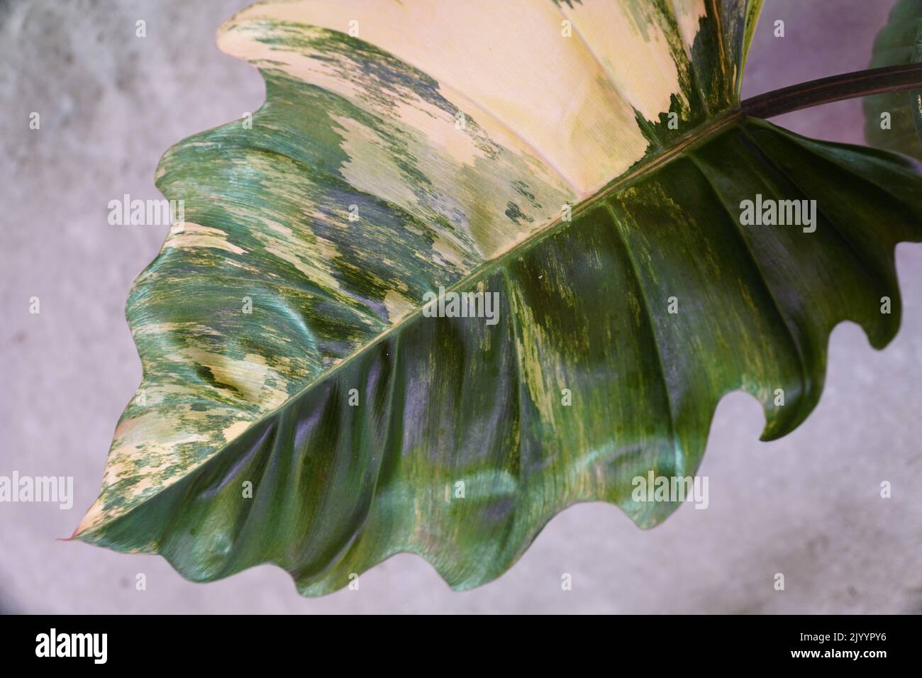 Stunning variegated and marbled leaf of Philodendron Caramel Marble, a rare and expensive tropical plant Stock Photo