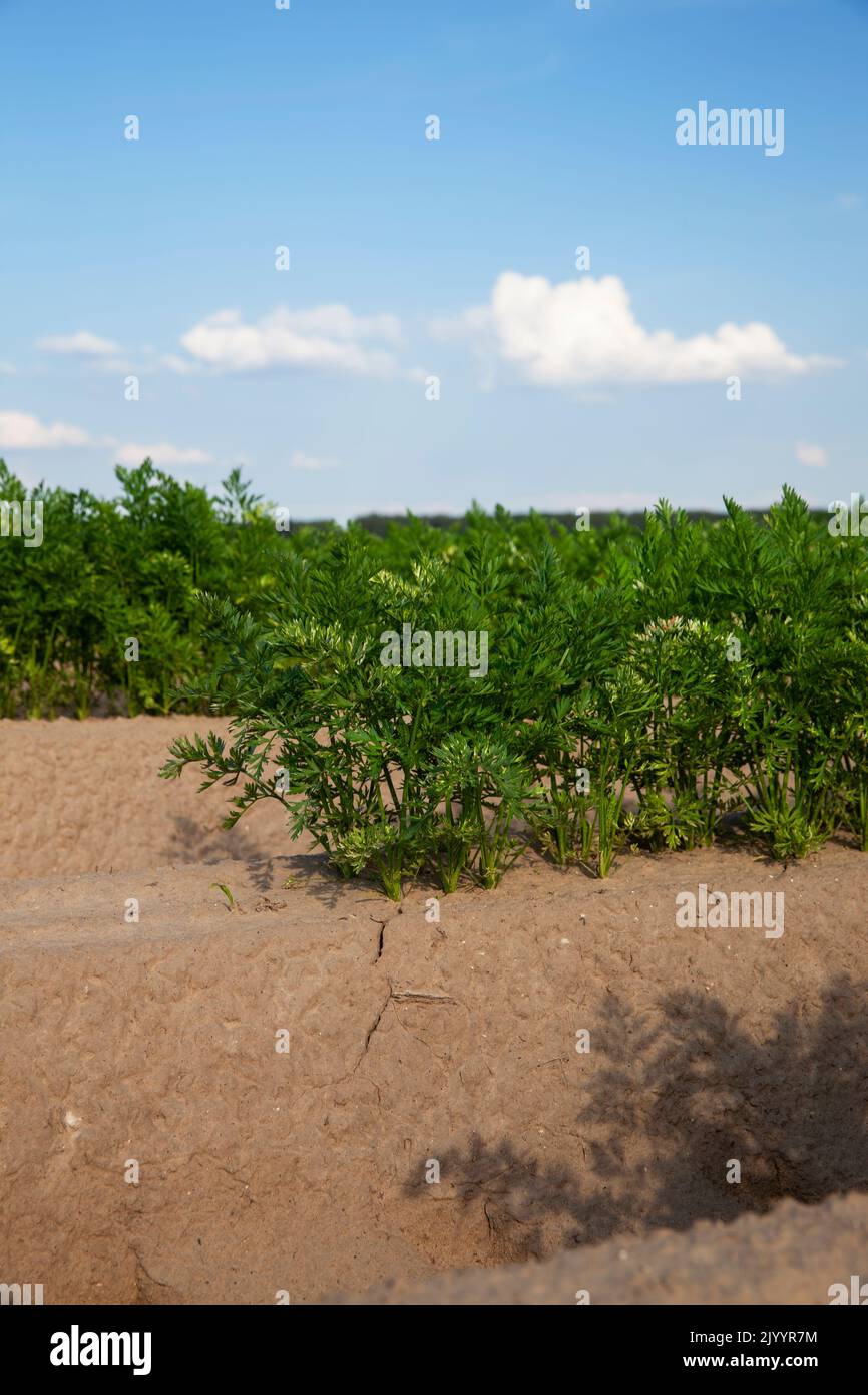 An agricultural field where a large number of carrots grow, green carrot sprouts on the field for food Stock Photo
