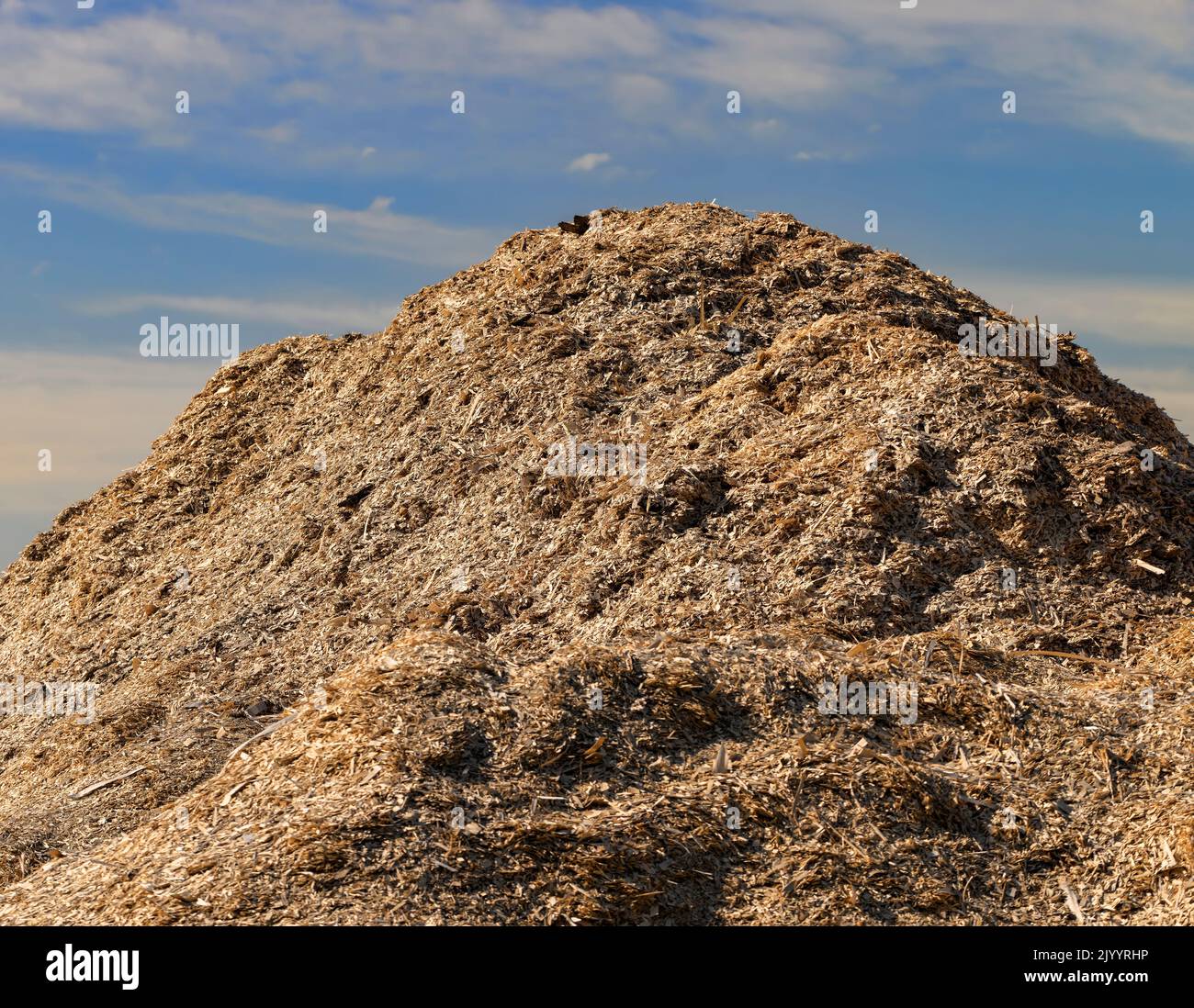A large pile of sawdust from wood after wood processing, waste from wood production in the form of sawdust Stock Photo