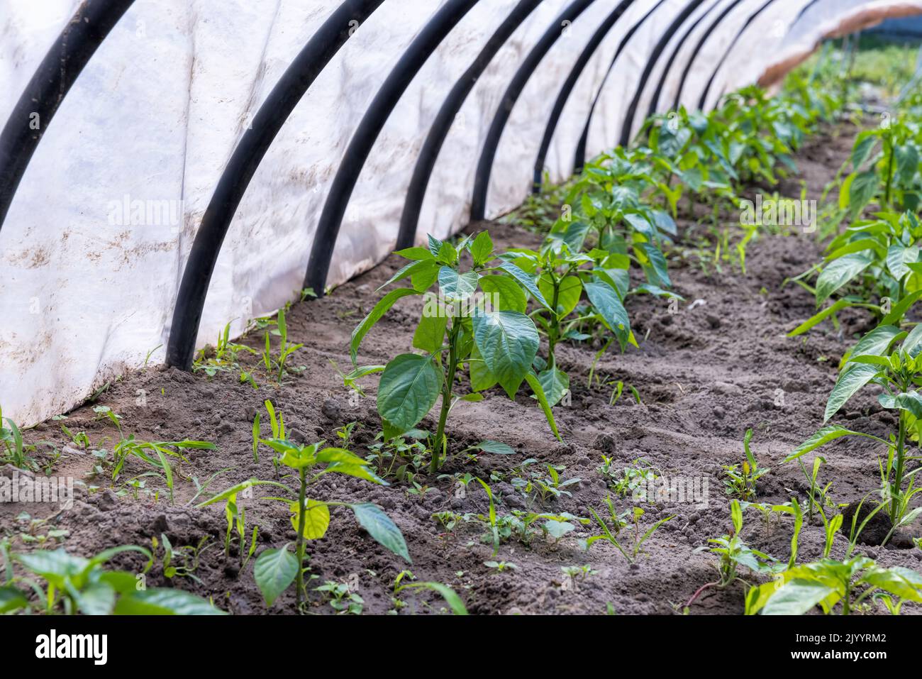 growing peppers in a homemade greenhouse, peppers planted in the garden