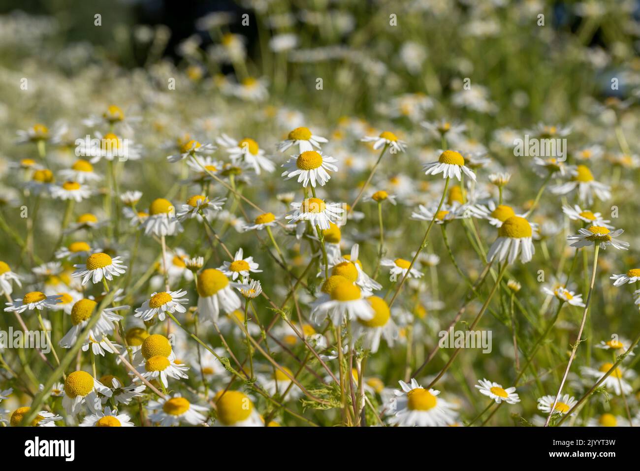 White daisies in the summer in the field, a large number of chamomile flowers in the dust , flowers for medicine Stock Photo